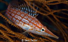 My favourite 'small fish' the Longnosed hawkfish by Sam Taylor 